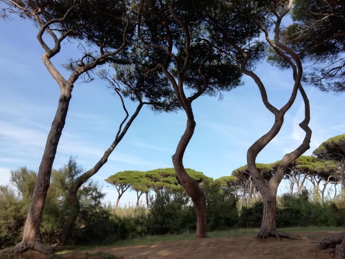Casa Jacaranda Villa Monteverdi Marittimo Kültér fotó